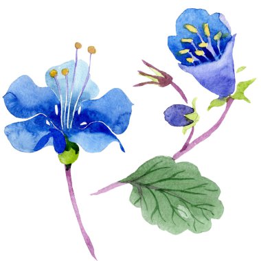 Mavi phacelia. İzole botanik çiçek. Yaprak yeşil kır çiçeği. Suluboya arka plan illüstrasyon seti.