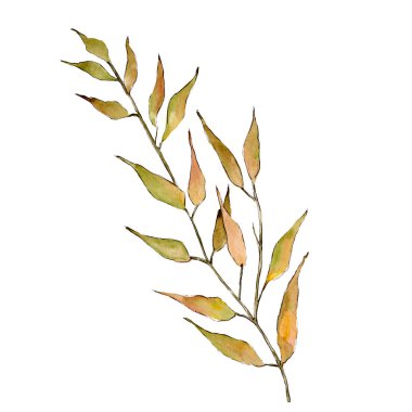 Yalıtılmış turuncu söğüt dalları illüstrasyon öğesi. Suluboya arka plan illüstrasyon seti.