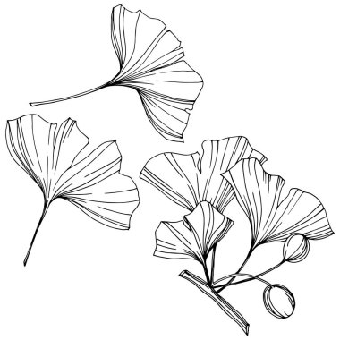 Vektör izole ginkgo illüstrasyon öğesi. Yaprak bitki botanik bahçesi yeşillik. Siyah ve beyaz mürekkep sanat kazınmış.
