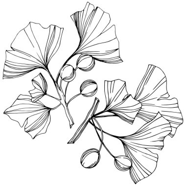 Vektör izole ginkgo illüstrasyon öğesi. Yaprak bitki botanik bahçesi yeşillik. Siyah ve beyaz mürekkep sanat kazınmış.