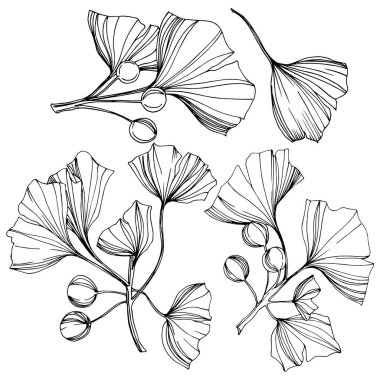 Vektör izole ginkgo illüstrasyon öğesi. Yaprak bitki botanik bahçesi yeşillik. Siyah ve beyaz mürekkep sanat kazınmış.