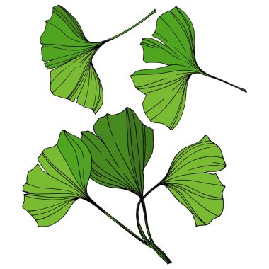 Vektör izole ginkgo illüstrasyon öğesi. Yeşil yaprak. Botanik Bahçe çiçek bitki örtüsü bitki. Yeşil oyulmuş mürekkep sanat.