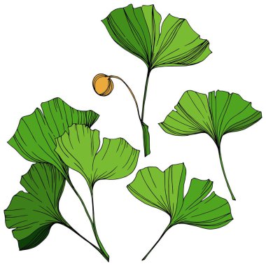 Vektör izole ginkgo illüstrasyon öğesi. Yeşil yaprak. Botanik Bahçe çiçek bitki örtüsü bitki. Yeşil oyulmuş mürekkep sanat.