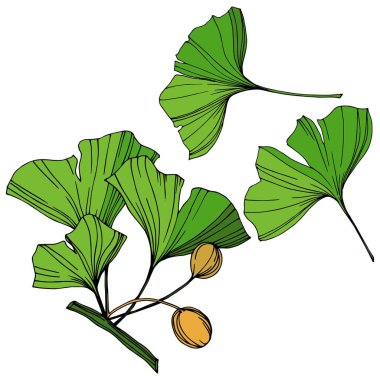 Vektör izole ginkgo illüstrasyon öğesi. Yeşil yaprak. Botanik Bahçe çiçek bitki örtüsü bitki. Yeşil oyulmuş mürekkep sanat.