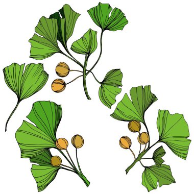 Vektör izole ginkgo illüstrasyon öğesi. Yeşil yaprak. Botanik Bahçe çiçek bitki örtüsü bitki. Yeşil oyulmuş mürekkep sanat.