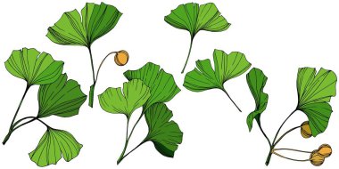 Vektör izole ginkgo illüstrasyon öğesi. Yeşil yaprak. Botanik Bahçe çiçek bitki örtüsü bitki. Yeşil oyulmuş mürekkep sanat.