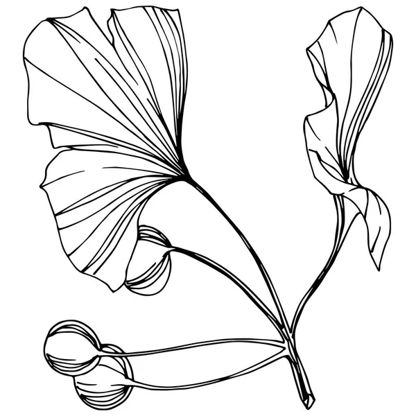Vector Isolated ginkgo illustration element. Follaje botánico de la planta de la hoja. Arte de tinta grabada en blanco y negro . — Archivo Imágenes Vectoriales