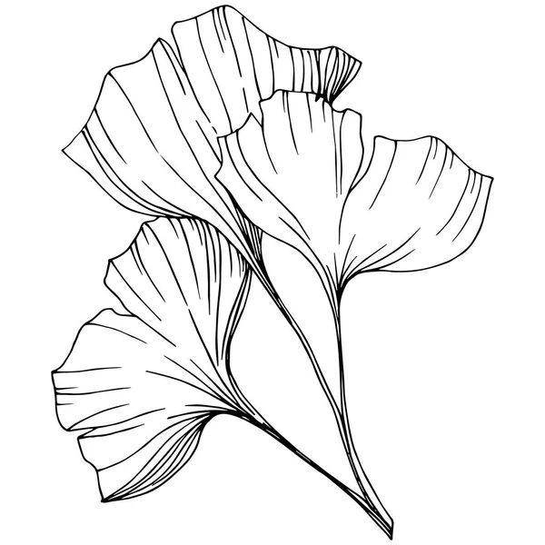 Vecteur Élément d'illustration ginkgo isolé. Feuillage de jardin botanique de plante de feuille. Encre gravée noir et blanc art . — Image vectorielle