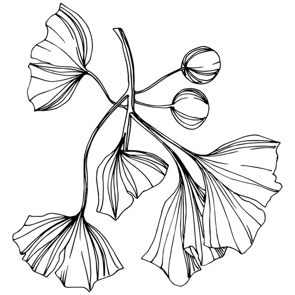 Prvek ilustrace izolované ginkgo vektoru. Listy rostlin Botanická zahrada listoví. Černá a bílá vyryto inkoust umění. — Stockový vektor