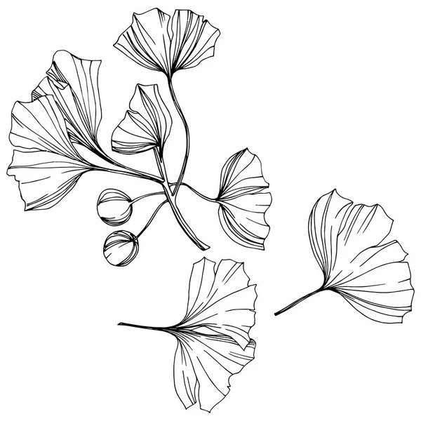 Vetor Isolado ginkgo elemento ilustração. Folha planta botânica jardim folhagem. Tinta gravada a preto e branco arte . — Vetor de Stock