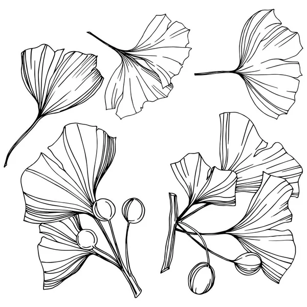 ベクトル分離イチョウの図要素。葉植物植物園紅葉。黒と白の刻まれたインク アート. — ストックベクタ