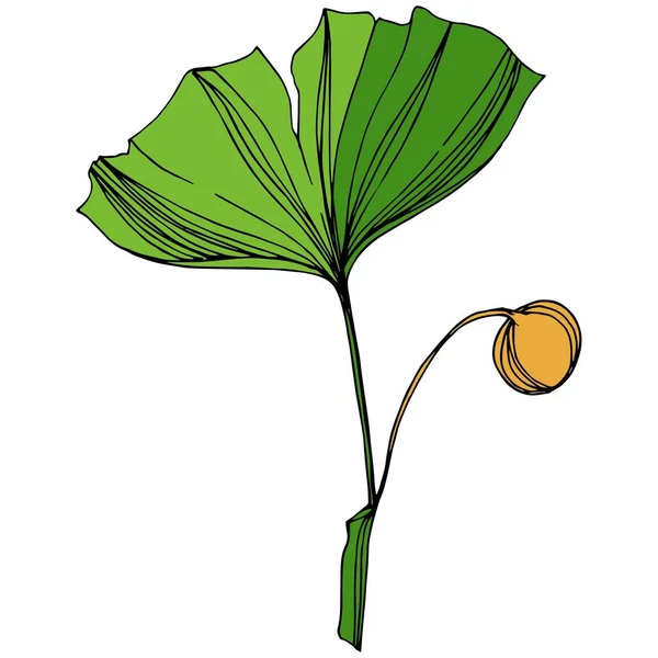 Vektorisoliertes Ginkgo-Illustrationselement. Grünes Blatt. pflanze botanischen garten blumenblätter. grüne gravierte Tinte Kunst. — Stockvektor