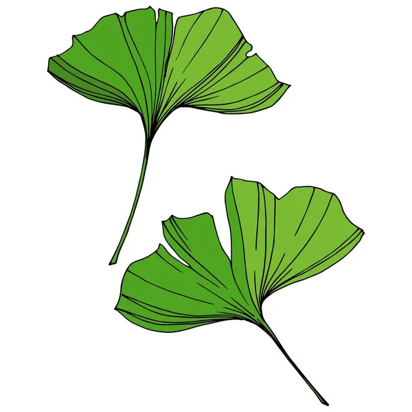 Vetor Isolado ginkgo elemento ilustração. Folha verde. Planta jardim botânico folhagem floral. Tinta verde gravada arte . — Vetor de Stock