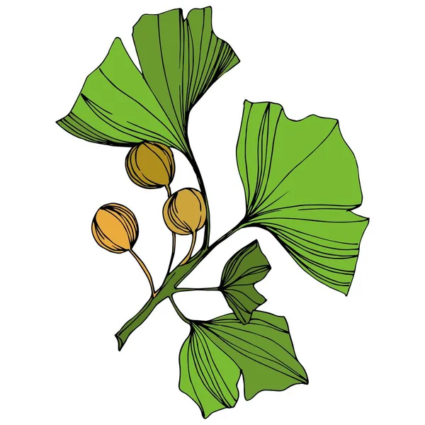 Isolerade ginkgo illustration vektorelement. Grönt blad. Plantera botaniska trädgård blommig bladverk. Gröna graverade bläck konst. — Stock vektor