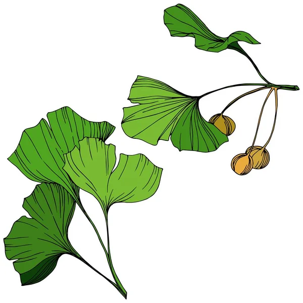 Vector Isolated ginkgo illustration element. Green leaf. Plant botanical garden floral foliage. Green engraved ink art. — Stock Vector