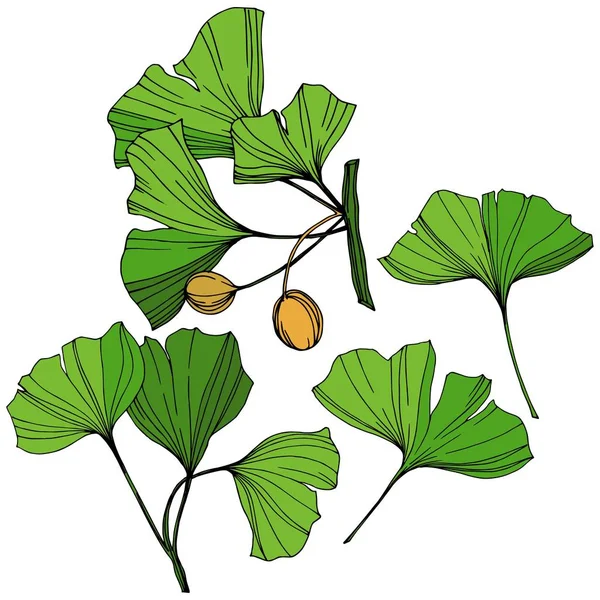 Isolerade ginkgo illustration vektorelement. Grönt blad. Plantera botaniska trädgård blommig bladverk. Gröna graverade bläck konst. — Stock vektor