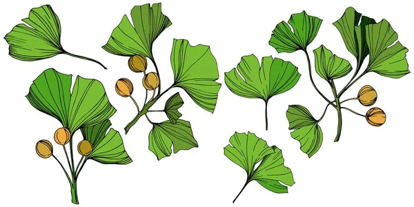 Isolerade ginkgo illustration vektorelement. Grönt blad. Plantera botaniska trädgård blommig bladverk. Gröna graverade bläck konst. — Stock vektor