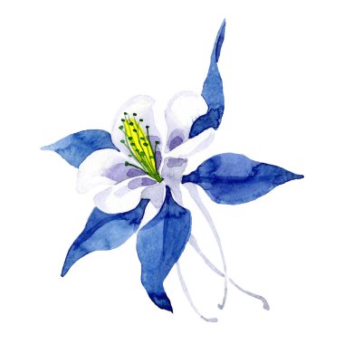 İzole mavi aquilegia illüstrasyon öğesi. Suluboya arka plan illüstrasyon küme. Botanik çiçek.