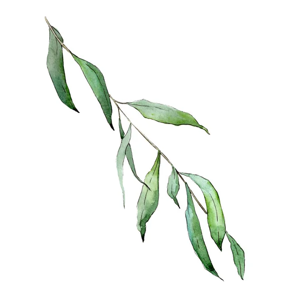 孤立的柳树分枝插图元素。水彩背景插图集。绿叶. — 图库照片
