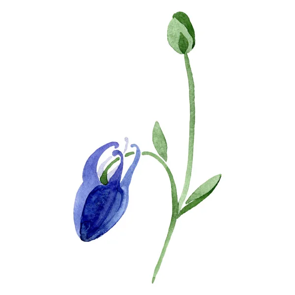 Изолированный синий элемент иллюстрации аквилегии. Набор акварельных фонов. Цветочные ботанические цветы . — стоковое фото