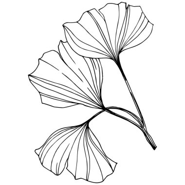 Vektör izole ginkgo illüstrasyon öğesi. Yaprak bitki botanik bahçesi yeşillik. Siyah ve beyaz mürekkep sanat kazınmış.