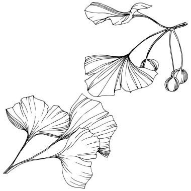 Vektör izole ginkgo illüstrasyon öğesi. Yaprak bitki botanik bahçesi yeşillik. Siyah ve beyaz mürekkep sanat kazınmış.