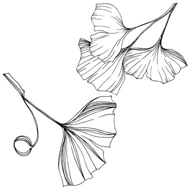 Vektör izole ginkgo illüstrasyon öğesi. Yaprak bitki botanik bahçesi yeşillik. Siyah ve beyaz mürekkep sanat kazınmış.