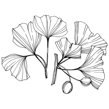 Vektör izole ginkgo illüstrasyon öğesi. Yaprak bitki botanik bahçesi yeşillik. Siyah ve beyaz mürekkep sanat kazınmış.