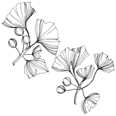 Vektör izole ginkgo illüstrasyon öğesi. Yaprak bitki botanik bahçesi yeşillik. Siyah ve beyaz mürekkep sanat kazınmış.