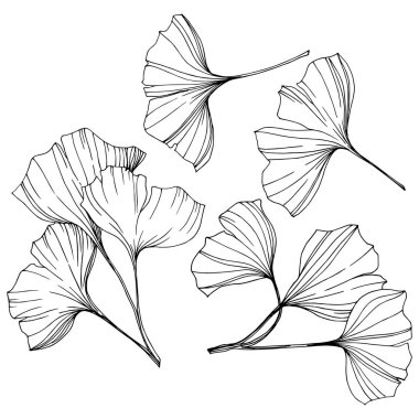 Vektör izole ginkgo illüstrasyon öğesi. Yaprak bitki botanik bahçesi yeşillik. Siyah ve beyaz mürekkep sanat kazınmış.