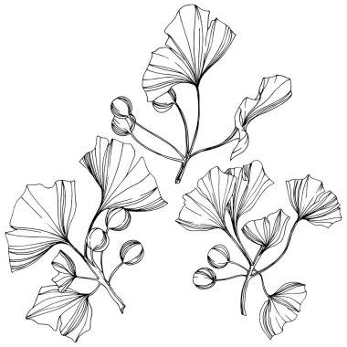 Vektör izole ginkgo illüstrasyon öğesi. Yaprak bitki botanik bahçesi yeşillik. Siyah ve beyaz mürekkep sanat kazınmış.