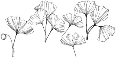 Vektör izole ginkgo illüstrasyon öğesi. Yaprak bitki botanik bahçesi yeşillik. Siyah ve beyaz mürekkep sanat kazınmış.