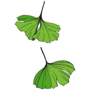 Vektör izole ginkgo illüstrasyon öğesi. Yeşil yaprak. Botanik Bahçe çiçek bitki örtüsü bitki. Yeşil oyulmuş mürekkep sanat.
