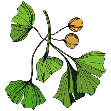 Vektör izole ginkgo illüstrasyon öğesi. Yeşil yaprak. Botanik Bahçe çiçek bitki örtüsü bitki. Yeşil oyulmuş mürekkep sanat.