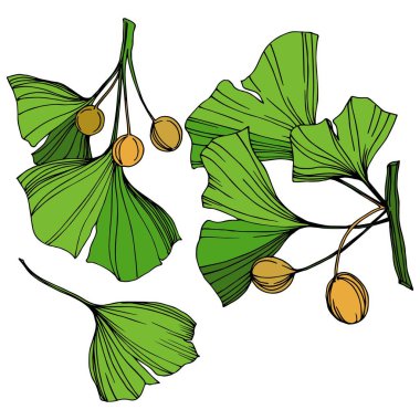 Vektör izole ginkgo illüstrasyon öğesi. Yeşil yaprak. Botanik Bahçe çiçek bitki örtüsü bitki. Yeşil oyulmuş mürekkep sanat.