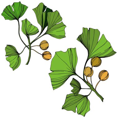 Vektör izole ginkgo illüstrasyon öğesi. Yeşil yaprak. Botanik Bahçe çiçek bitki örtüsü bitki. Yeşil oyulmuş mürekkep sanat.