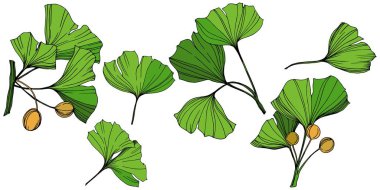 Vektör izole ginkgo illüstrasyon öğesi. Yeşil yaprak. Botanik Bahçe çiçek bitki örtüsü bitki. Yeşil oyulmuş mürekkep sanat.
