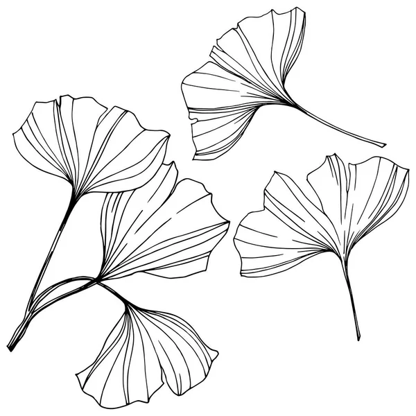 Vetor Isolado ginkgo elemento ilustração. Folha planta botânica jardim folhagem. Tinta gravada a preto e branco arte . — Vetor de Stock