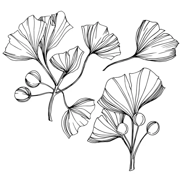 Vecteur Élément d'illustration ginkgo isolé. Feuillage de jardin botanique de plante de feuille. Encre gravée noir et blanc art . — Image vectorielle