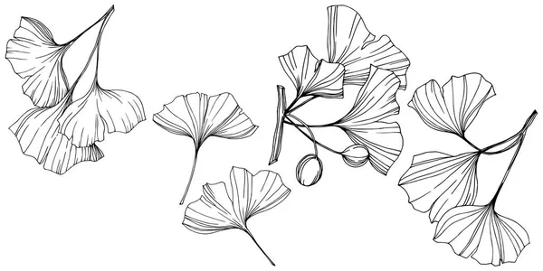 Απομονωμένη ginkgo εικονογράφηση στοιχείο του διανύσματος. Βοτανικός Κήπος του φυλλώματος φύλλων φυτό. Μαύρο και άσπρο χαραγμένο μελάνι τέχνης. — Διανυσματικό Αρχείο