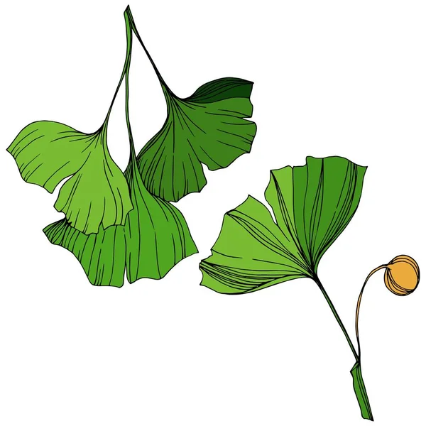 Vecteur Élément d'illustration ginkgo isolé. Feuille verte. Plante jardin botanique feuillage floral. Encre gravée verte art . — Image vectorielle