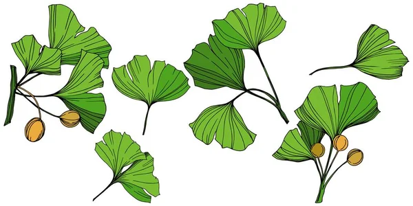 Απομονωμένη ginkgo εικονογράφηση στοιχείο του διανύσματος. Πράσινο φύλλο. Βοτανικός κήπος λουλουδιών φύλλωμα των φυτών. Πράσινο χαραγμένο μελάνι τέχνης. — Διανυσματικό Αρχείο