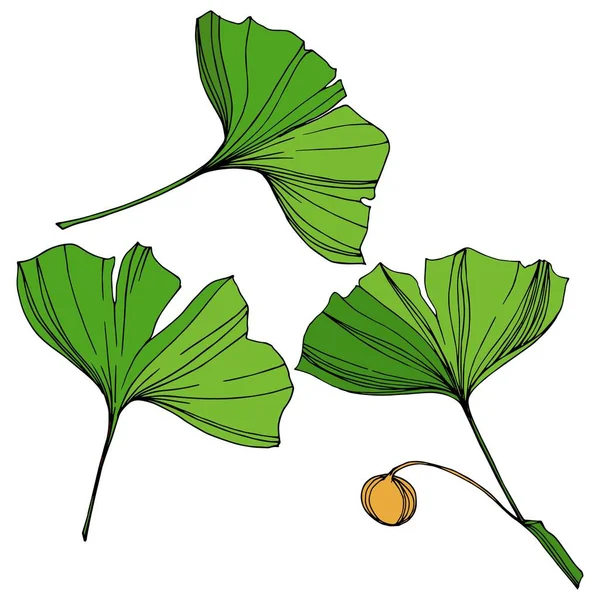 벡터 고립 된 은행나무 그림 요소입니다. 녹색 잎입니다. 식물원 꽃 경 엽 식물. 녹색 새겨진된 잉크 아트. — 스톡 벡터