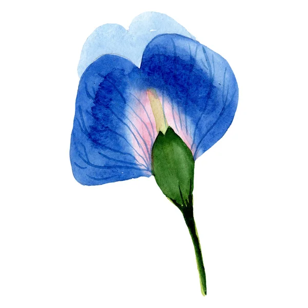 Flor de guisante azul. Elemento aislado de ilustración de guisantes dulces. Ilustración en acuarela sobre fondo blanco . — Foto de Stock