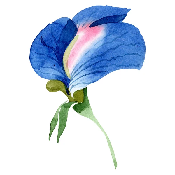 Flor de ervilha doce azul. Isolado elemento de ilustração de ervilha doce. Ilustração aquarela definida no fundo branco . — Fotografia de Stock