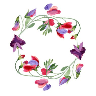 Kırmızı tatlı bezelyem çiçekler. Bahar yaprak kır çiçeği. Suluboya arka plan illüstrasyon küme. Çerçeve çiçek çelenk.