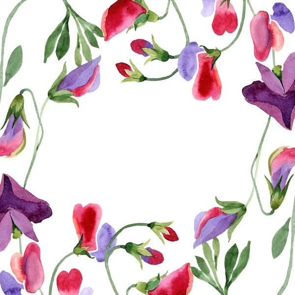 Rode sweet pea bloemen. Lente blad wildflower. Aquarel illustratie set. Floral grens op witte achtergrond. — Stockfoto