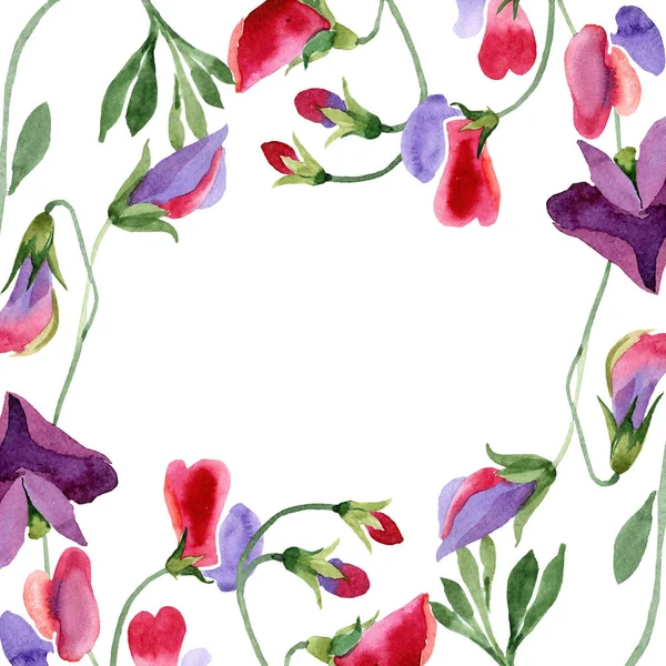 Red sweet pea flowers. Spring leaf wildflower. Watercolor illustration set. Floral border on white background.