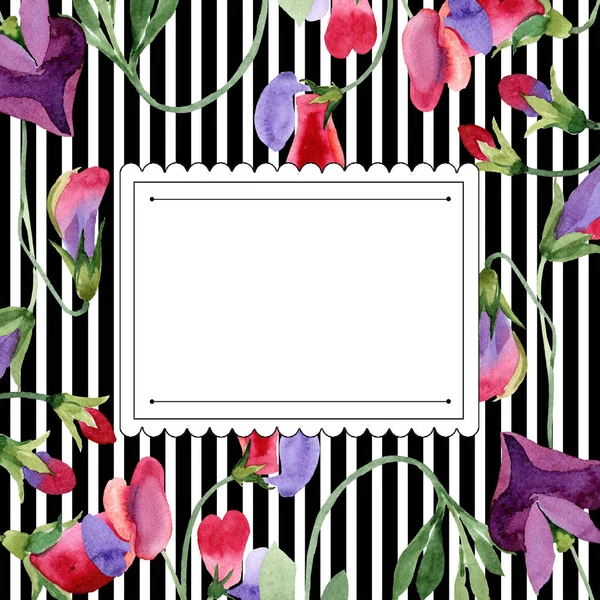 Rode sweet pea bloemen. Lente blad wildflower. Aquarel achtergrond afbeelding instellen. Frame plein. — Stockfoto