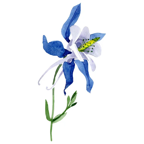 Isolado elemento de ilustração aquilegia azul. Conjunto de ilustração de fundo aquarela. Floral flor botânica . — Fotografia de Stock